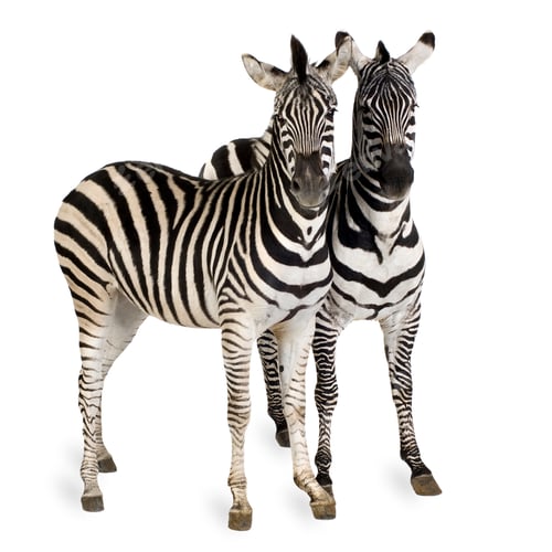 Preview: Zebra