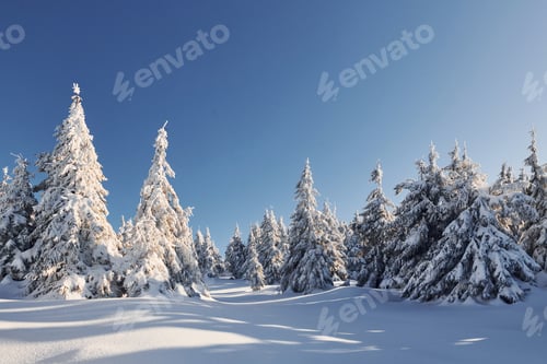 Preview: Sunny weather. Magical winter landscape with snow covered trees at daytime