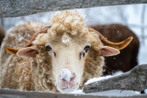 Preview: Closeup shot of a brown sheep in a winter setting, its fur covered with snow.
