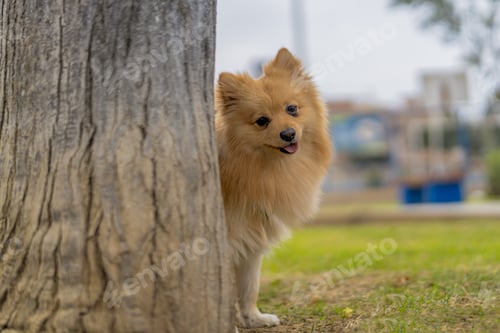 Preview: Small brown dog hiding behind tree trunk in a park