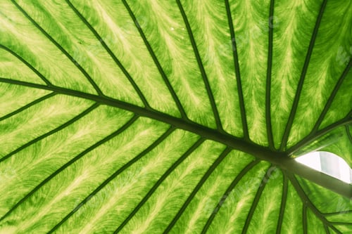 Preview: Green Leaves Of Alocasia Macrorrhizos In Botanical Garden