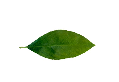 Preview: lemon tree leaf on white background, isolate