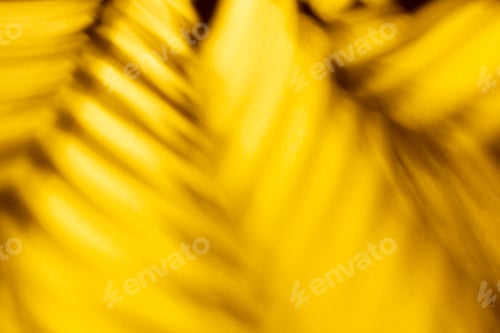 Preview: Palm leaves and shadows on a color wall background.