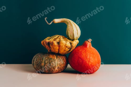 Preview: Colorful pumpkins against dark green wall. Autumn, Thanksgiving, Halloween concept
