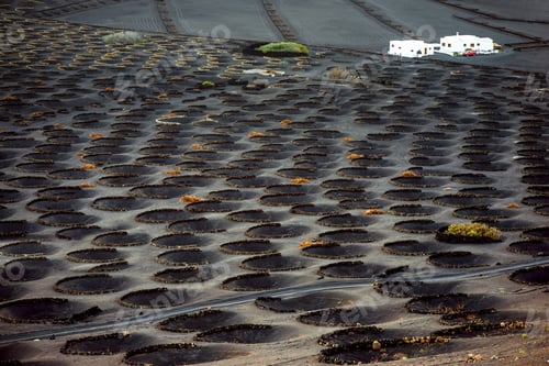 Preview: Volcanic vineyard with vineholes