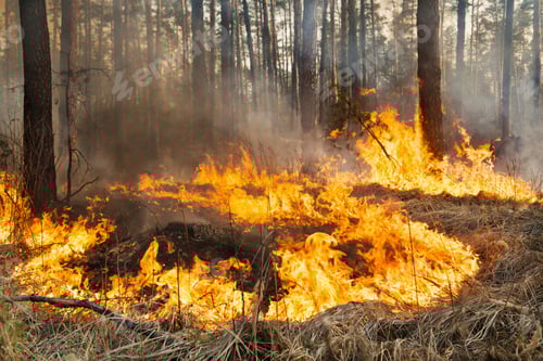 Preview: Big fire in coniferous forest