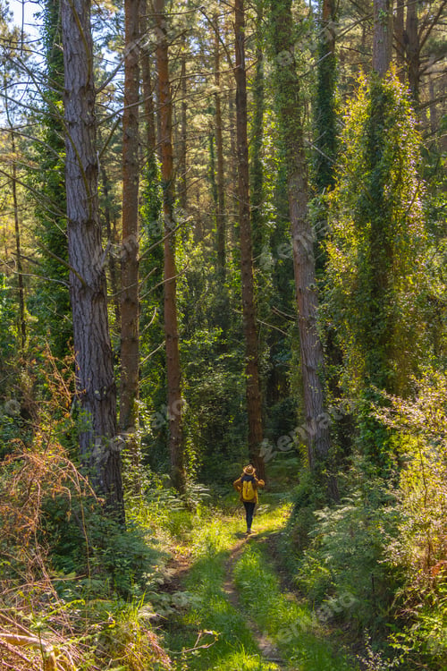 Preview: A young adventurer with a hat in the forest pines, hiker lifestyle concept