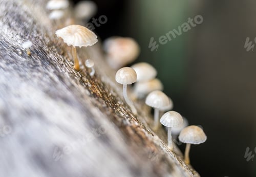 Preview: Fungus,fungi,mushroom small much growing