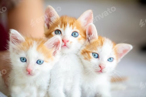 Preview: A beautiful baby cat that is very curious