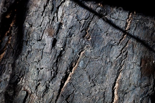 Preview: A tree with a charred trunk after a fire next to a reed bed.