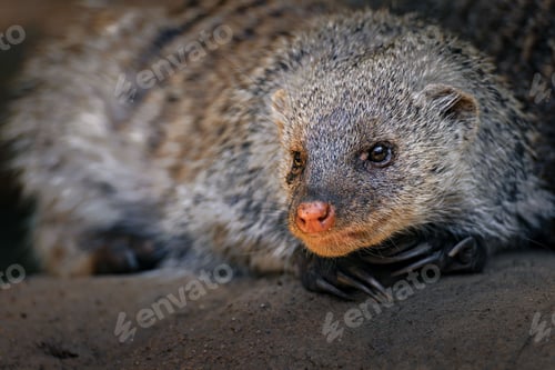 Preview: Mongoose resting on a rock close-up