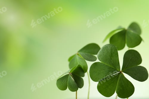 Preview: Clover leaves on blurred background, space for text. St. Patrick's Day symbol