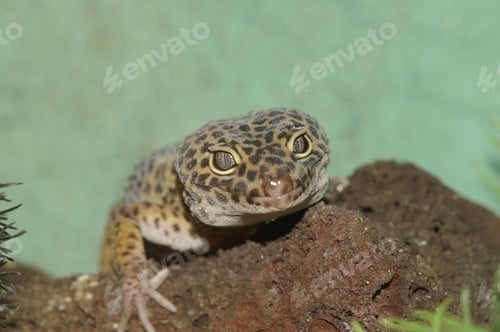 Preview: Closeup on the head of a common leopard gecko , Eublepharis macularius in a terrarium