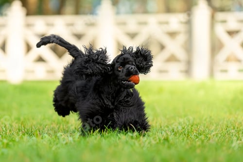 Preview: Playful Black Cocker Spaniel Puppy with Orange Ball on Lawn