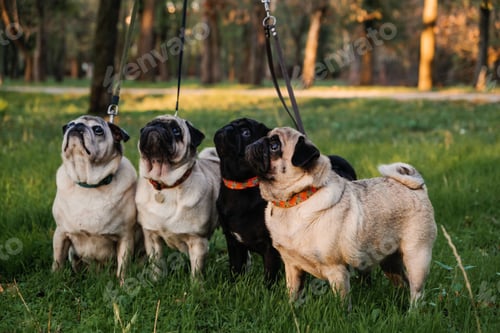 Preview: Dog walking with many pugs. Professional dog walker walking dogs in autumn sunset park. Walking the