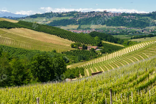 Preview: Vineyards of Langhe, Piedmont, Italy at May