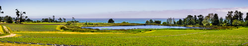 Preview: Organic strawberry field on the Pacific Ocean coast, near Santa Cruz, California