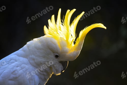 Preview: Nature zoomed in. Close up of the head feathers of a cockatoo.