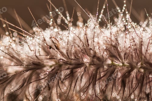 Preview: Wild flower in meadow, grass flower Nature background.
