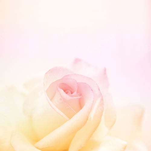 Preview: Colorful Rose In Soft Color For Background