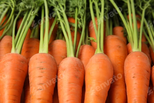 Preview: Fresh ripe carrots as background, closeup view