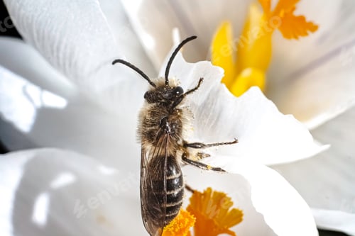Preview: An early spring Colletes Cellophane bee covered in pollen balls reaches for a white crocus flower.