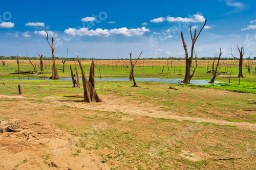 Preview: Wetlans Landscape, Udawalawe National Park, Sri Lanka