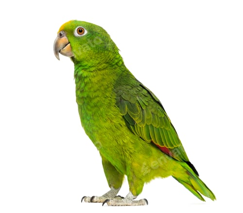 Preview: Panama Yellow-headed Amazon (5 months old) isolated on white