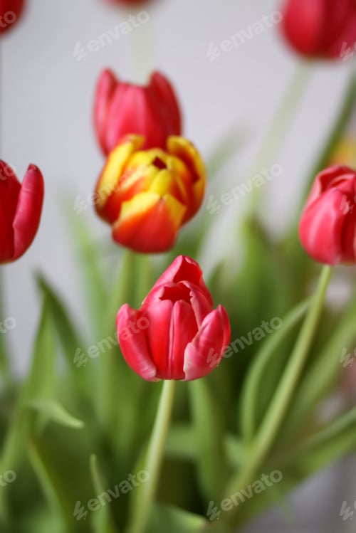 Preview: Tulips spring bouquet, International Women's Day, March 8, holiday or birthday home decor.