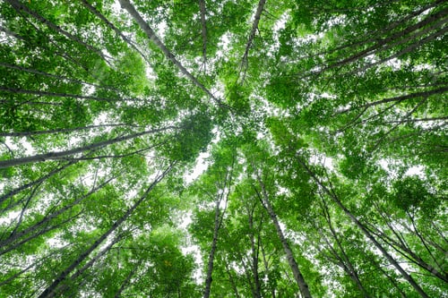 Preview: Bottom-up view green mangrove forest canopy. Natural carbon sink fight climate change Sustainability