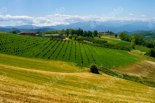 Preview: Landscape of Langhe, Piedmont, Italy near Dogliani at May