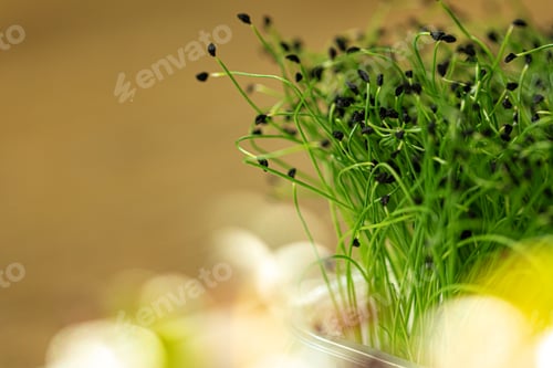 Preview: Salad micro greens growing bunch close up