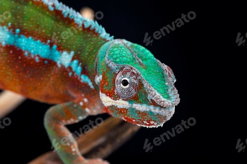 Preview: panther chameleon isolated on black background