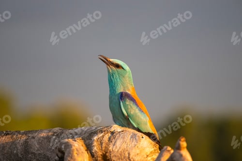 Preview: European roller (Coracias garrulus) bird.