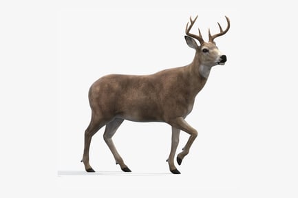 Preview: Rigged Deer with Antlers