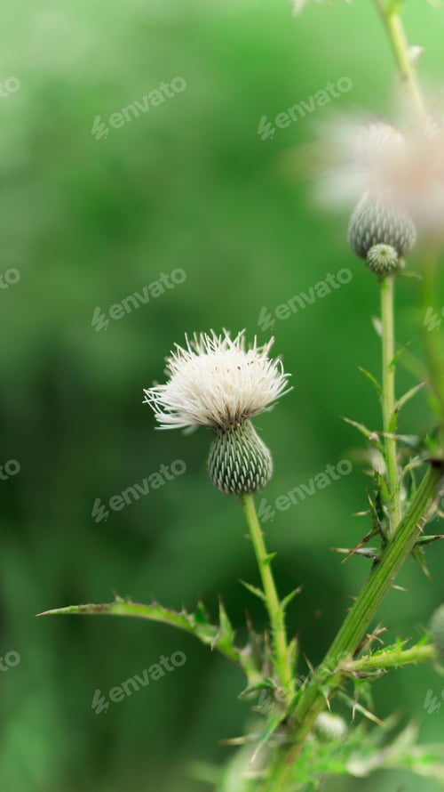 Preview: thistle bush on green background