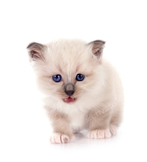 Preview: kitten birman cat in studio
