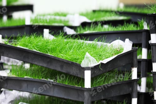 Preview: grass divot