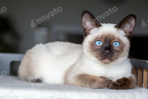 Preview: Cute kitten siamese cat indoor