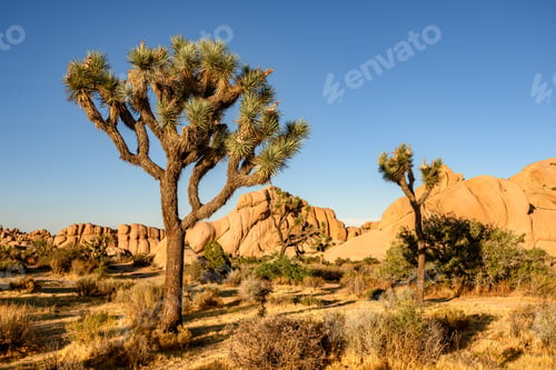 Preview: Joshua Tree National Park