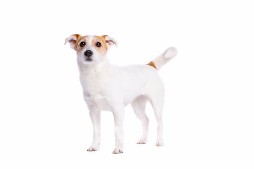 Preview: Alert Jack Russell Terrier Standing on White Background