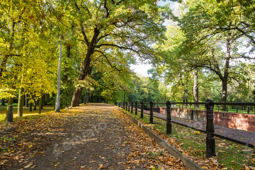 Preview: Sunny day in forest path during autumn