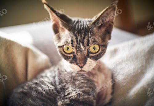 Preview: Hairless Canadian Sphinx posing on camera