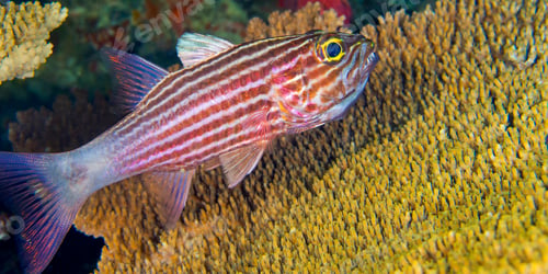 Preview: Tiger Cardinalfish, South Ari Atoll, Maldives