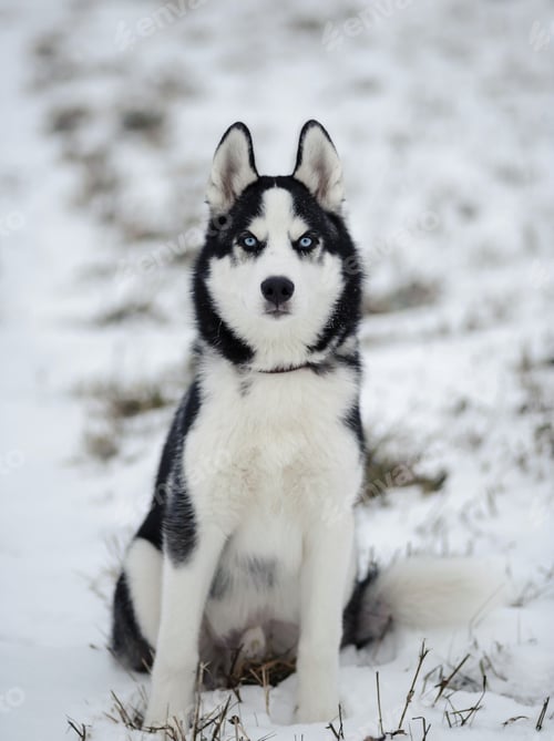 Preview: dog, siberian husky, pets, dogs, wilderness