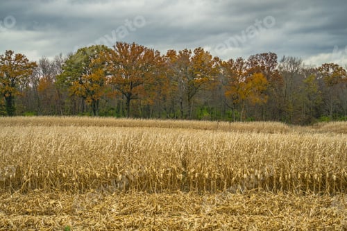 Preview: View across a partially harvested corn field to a tree lined fence row