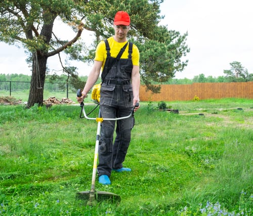 Preview: A male gardener mows the green grass of the lawn in the backyard with a gasoline mower. Trimmer for