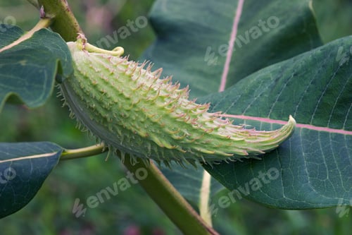 Preview: Common Milkweed (Asclepias Syriaca). Known Also As Butterfly Flower, Silkweed, Silky Swallow-Wort