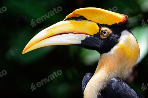 Preview: Great Hornbill