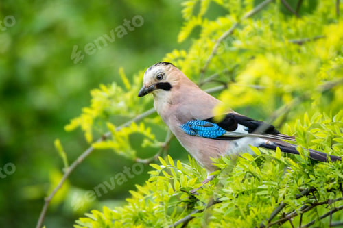 Preview: Eurasian jay or Garrulus glandarius